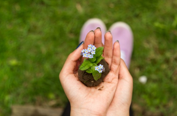 flower bloom plant spring