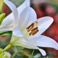 lily flower blooming
