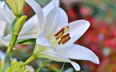 Consider the Lilies