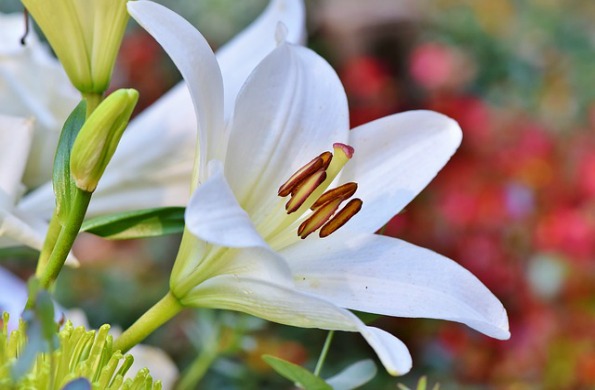 Consider the Lilies