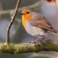 robin in tree, spring