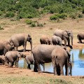 elephants in the wild