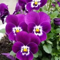 purple pansies