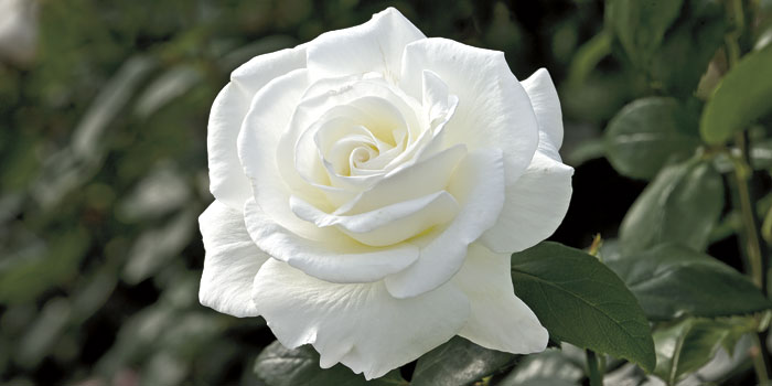 white rose