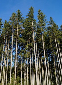 fir-forest-523372_1280