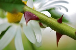 flower-832217_640