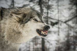 growling wolf