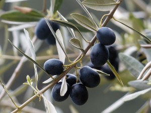 olives-357849_640