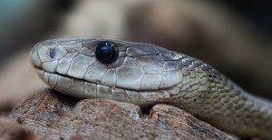 snake-653644_640