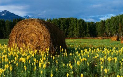 The Law of the Harvest- in Gardening