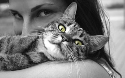 The Human/ Animal Connection
