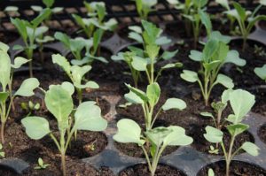 seedling-1386653_640