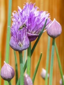 Chives