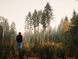 forest-1082215_640