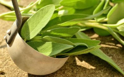 Herbs from the Garden