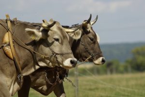 Oxen yoked together to plow a field.