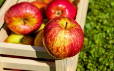 Apples