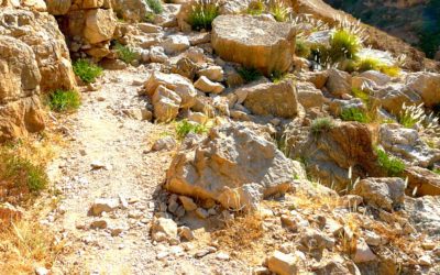 My Incredible Journey on the Road to Jericho