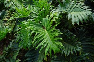 leaves-375611_640