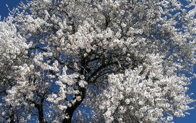 What A Mormon Learned about Christ-like Love from Baptists