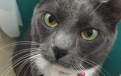 A Cat’s Tale