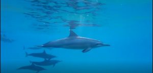 dolphins swimming underwater