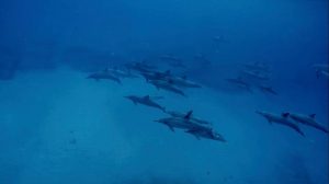 following a pod of dolphins