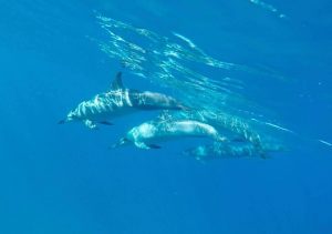 swimming with dolphins