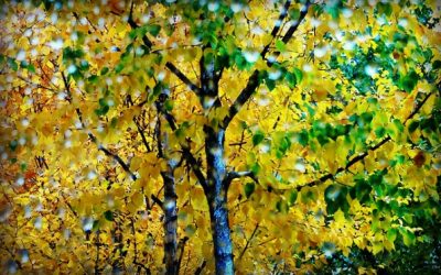 The Leaf Without Its Tree, Without Its Purpose