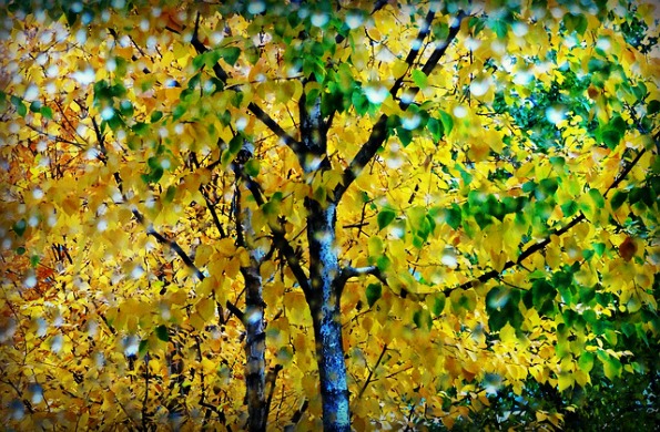 The Leaf Without Its Tree, Without Its Purpose