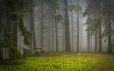 Ticks: What are the Risks?