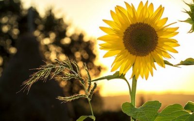 Vitamin D Deficiency, On the Rise