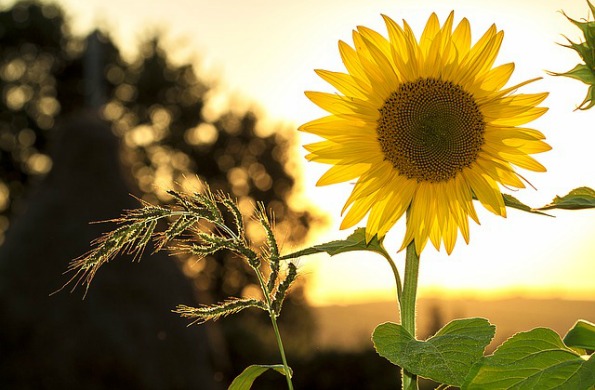 Vitamin D Deficiency, On the Rise