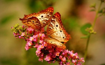 A Butterfly in the Ecosystem
