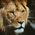 lion daniel