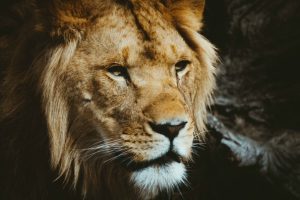 lion daniel