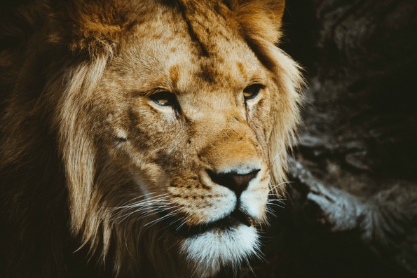 lion daniel