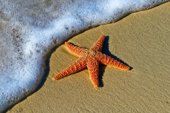 starfish beach