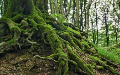 The Root