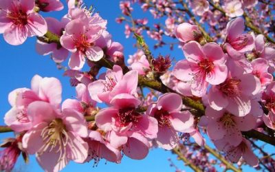 Are You Being Pruned?