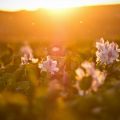 flowers sunlight sunset