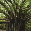 Banyon Tree