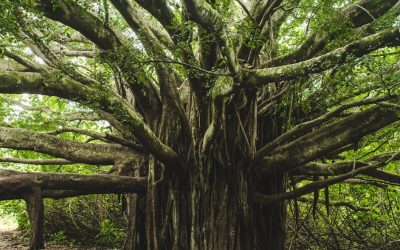 A Creation Pattern in 3 Nephi: Life