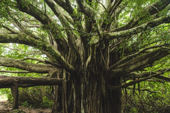Banyon Tree