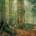 sacred grove