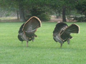 turkey