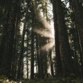 forest light