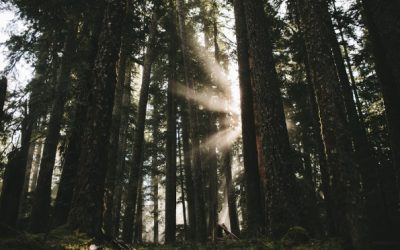 The Wound is the Place Where the Light Enters You