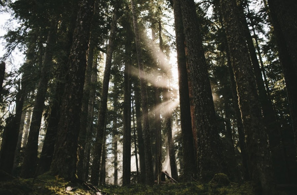 The Wound is the Place Where the Light Enters You