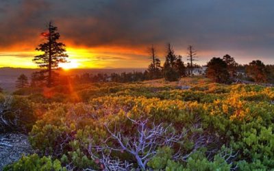 The Time the Lord Held My Calling for Me